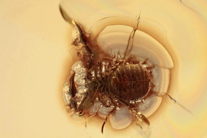 Fossil Pseudoscorpion (Cheiridium hartmanni) In Baltic Amber #330722